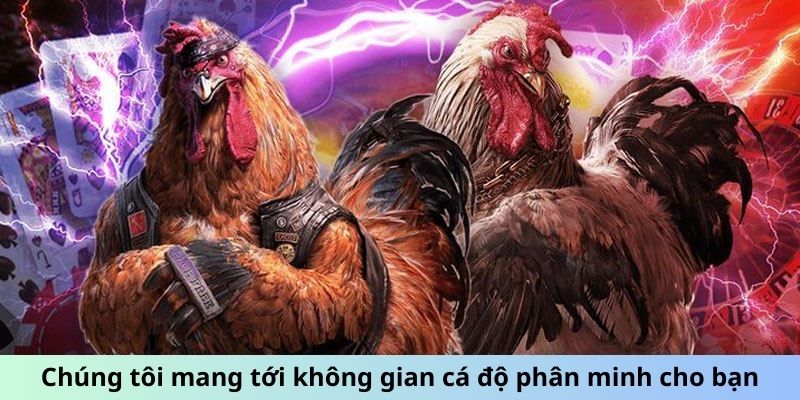 Chúng tôi mang tới không gian cá độ phân minh cho bạn