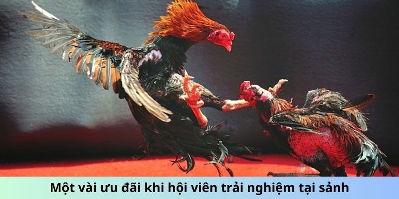 Một vài ưu đãi khi hội viên trải nghiệm tại sảnh